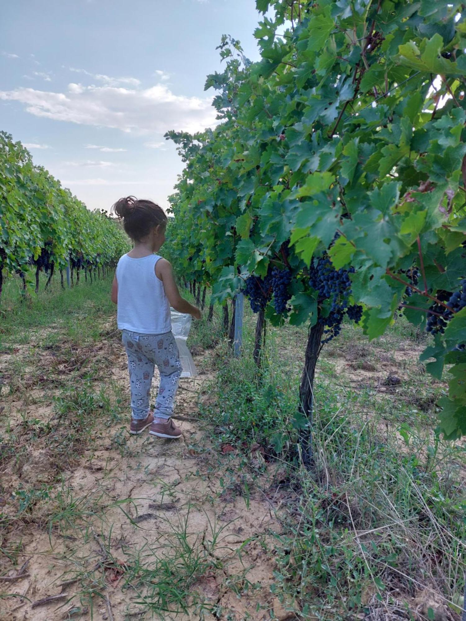 Agriturismo Corte In Poggio Stabbia Kültér fotó