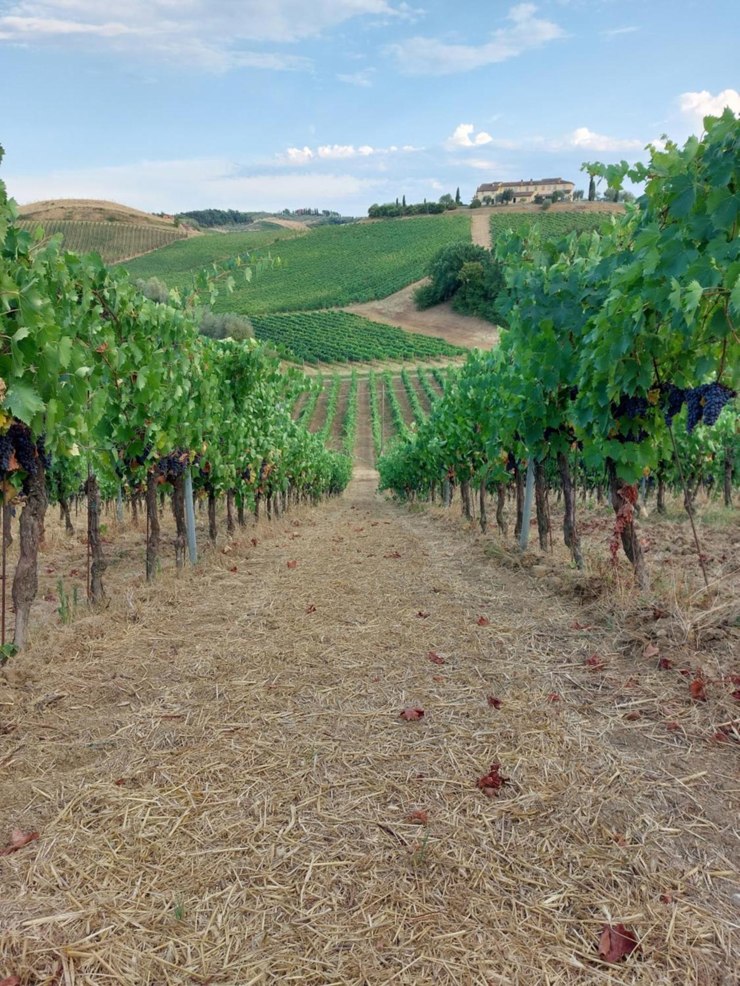 Agriturismo Corte In Poggio Stabbia Kültér fotó